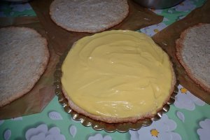 Desert tort Egiptean, varianta Miha