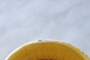 Friptura de caprioara cu pilaf de orez