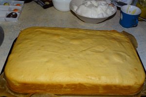 Desert tort Amandina