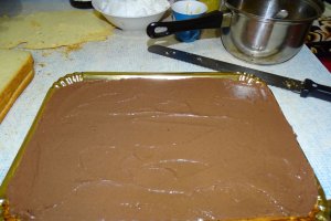 Desert tort Amandina