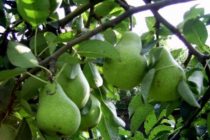 Pere caramelizate cu frisca