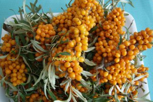Sirop de catina