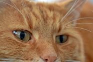 Plante Toxice pentru Pisici: O Analiza Complexa si Argumentata