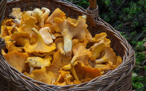 Galbiorii - Tot ce trebuie sa stii despre aceste ciuperci delicioase si nutritive