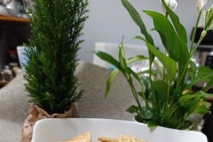 Brăduți dulci cu biscuiți și nucă - Desertul delicios perfect pentru sarbatori