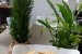 Brăduți dulci cu biscuiți și nucă - Desertul delicios perfect pentru sarbatori-2