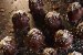 Bomboane Bounty - Deliciu rapid din 3 ingrediente-2