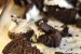 Tiramisu cu Oreo - Desertul delicios care te cucerește-2