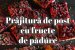 Prăjitură de post cu fructe de pădure – rețetă simplă și delicioasă-4