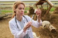 Antibioticele folosite în ferme pot ajunge să ne afecteze pe toți. Cum poate fi redus acest risc